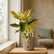 aglaonema verities