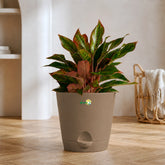 Aglaonema Lipstick Collections