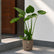 Alocasia Cucullata