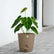 Anthurium Forgetii