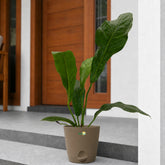 anthurium hookeri flower