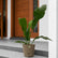 anthurium hookeri flower