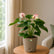 Anthurium  Princess