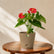 Anthurium Red