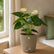Anthurium Vanilla