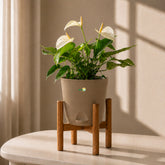 rock brown anthurium white flamingo