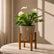 rock brown anthurium white flamingo