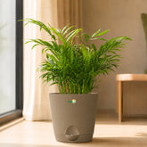 miniature areca palm with pots