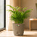 miniature areca palm with pots