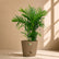 rock brown bamboo cane palm