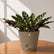 calathea varieties online