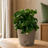 Indoor Ornamental Plant