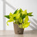 golden pothos plant