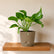 rock brown jade pothos