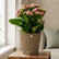 Kalanchoe Pink