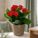 Kalanchoe Red