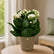 Kalanchoe White