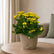 Kalanchoe Yellow