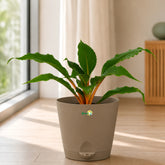 mandarin orange plant with pot