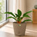 mandarin orange plant with pot