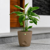 rock brown maranta arundinaceaarrowroot