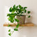 Marble Queen Pothos