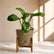 rock brown peace lilyspathiphyllum