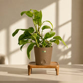 rock brown philodendron ceylon gold