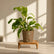 rock brown philodendron ceylon gold