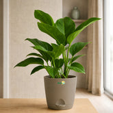 congo green philodendron plant