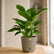 congo green philodendron plant