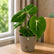 Philodendron Gloriosum