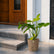 best plants in online