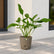philodendron plants online