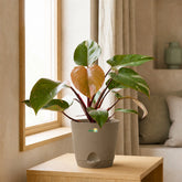 buy pink philodendron plant