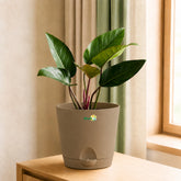 philodendron red congo plant