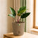philodendron red congo plant