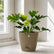 buy selloum plant online