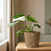 rock brown philodendron white princess