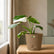 rock brown philodendron white princess