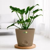 rock brown philodendron xanadu