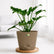 rock brown philodendron xanadu