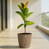 rock brown rubber plant ficus elastica