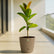 rock brown rubber plant ficus elastica