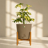 schefflera plant online