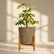 schefflera plant online