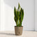 Sansevieria Laurentii Yellow (Snake Plant)