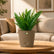 rock brown sword fern