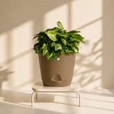 rock brown syngonium pixie