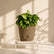 rock brown syngonium pixie